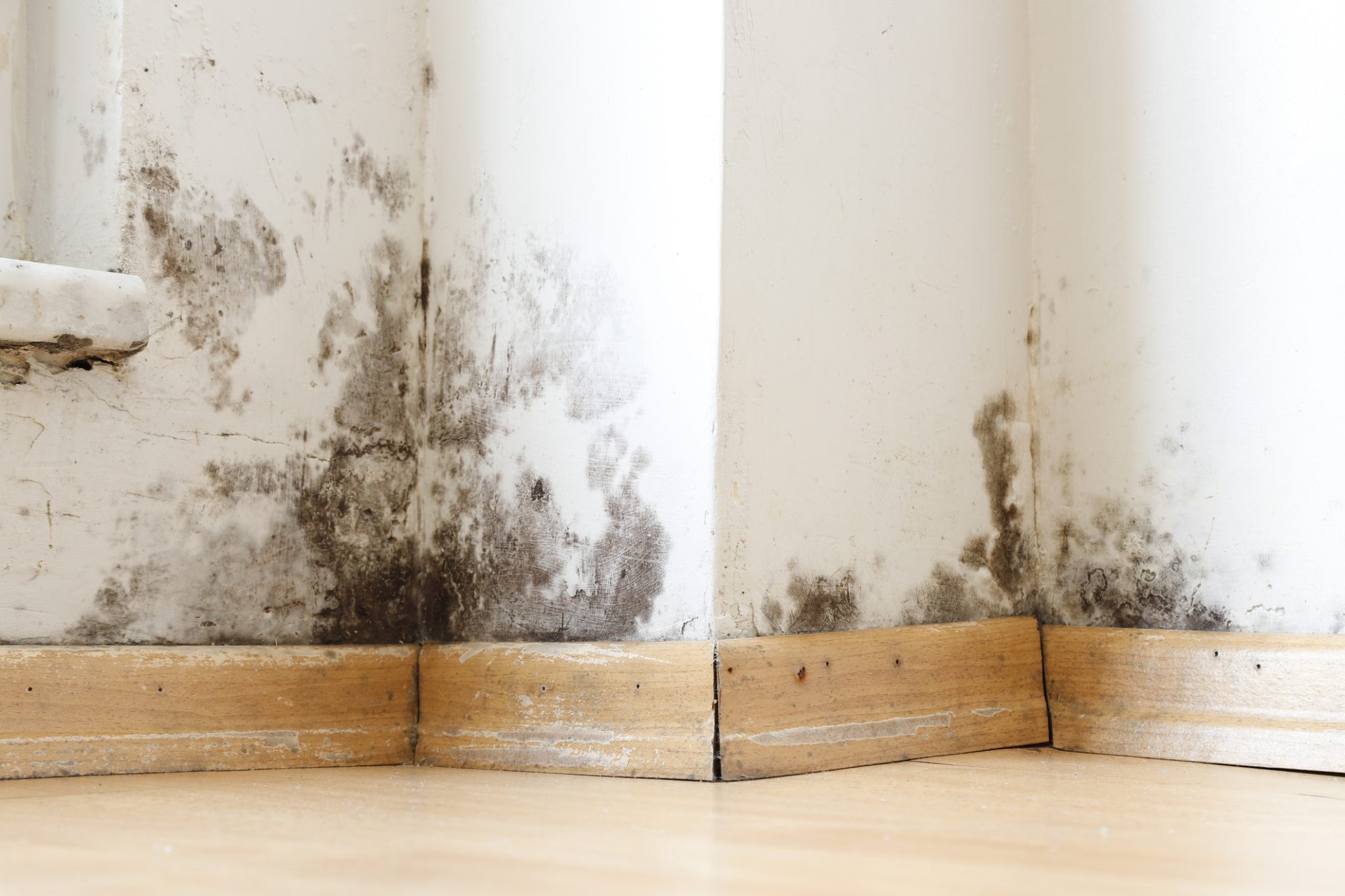 6 Signs Your New Jersey Home Has Mold